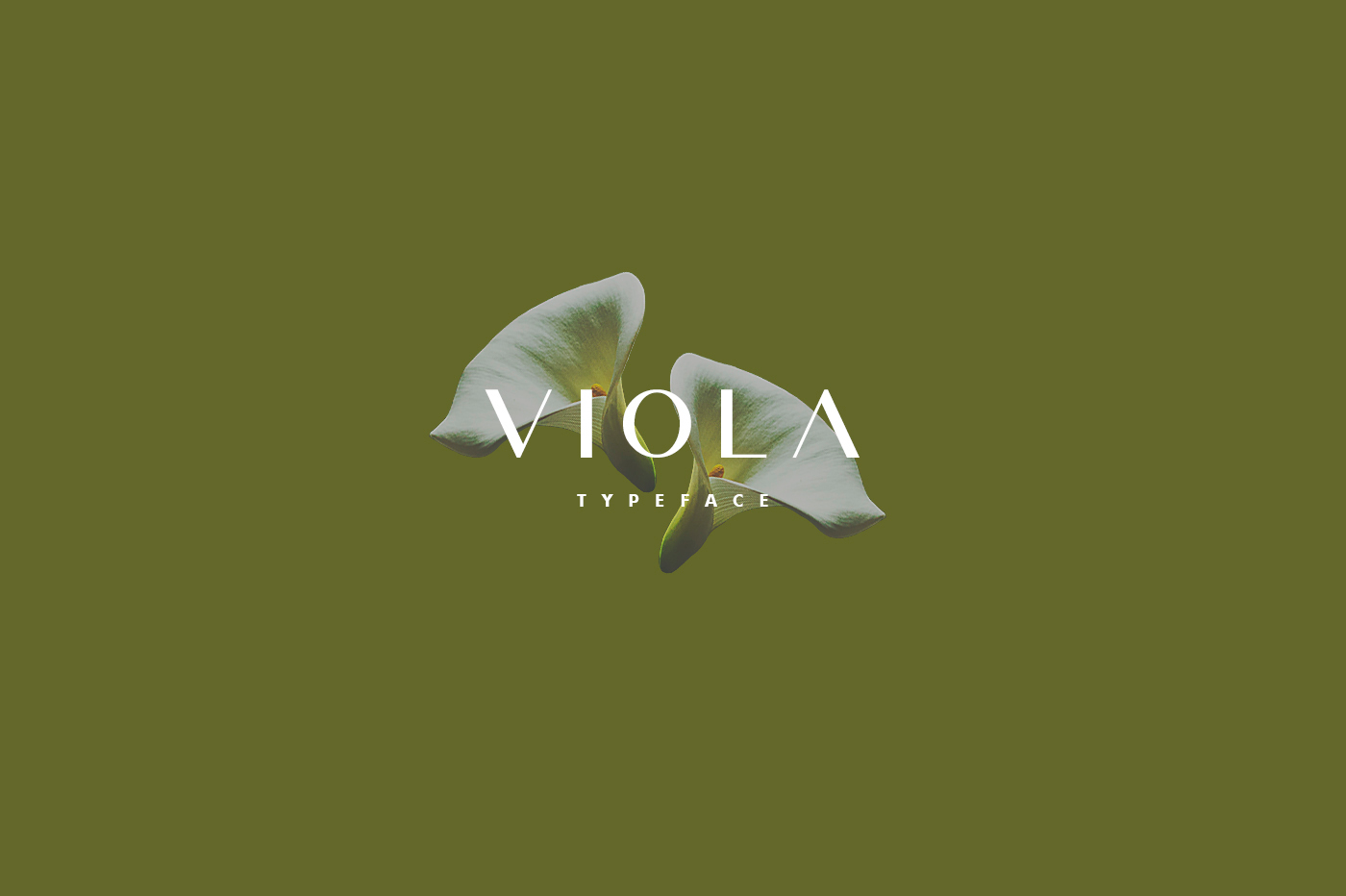 Пример шрифта Viola