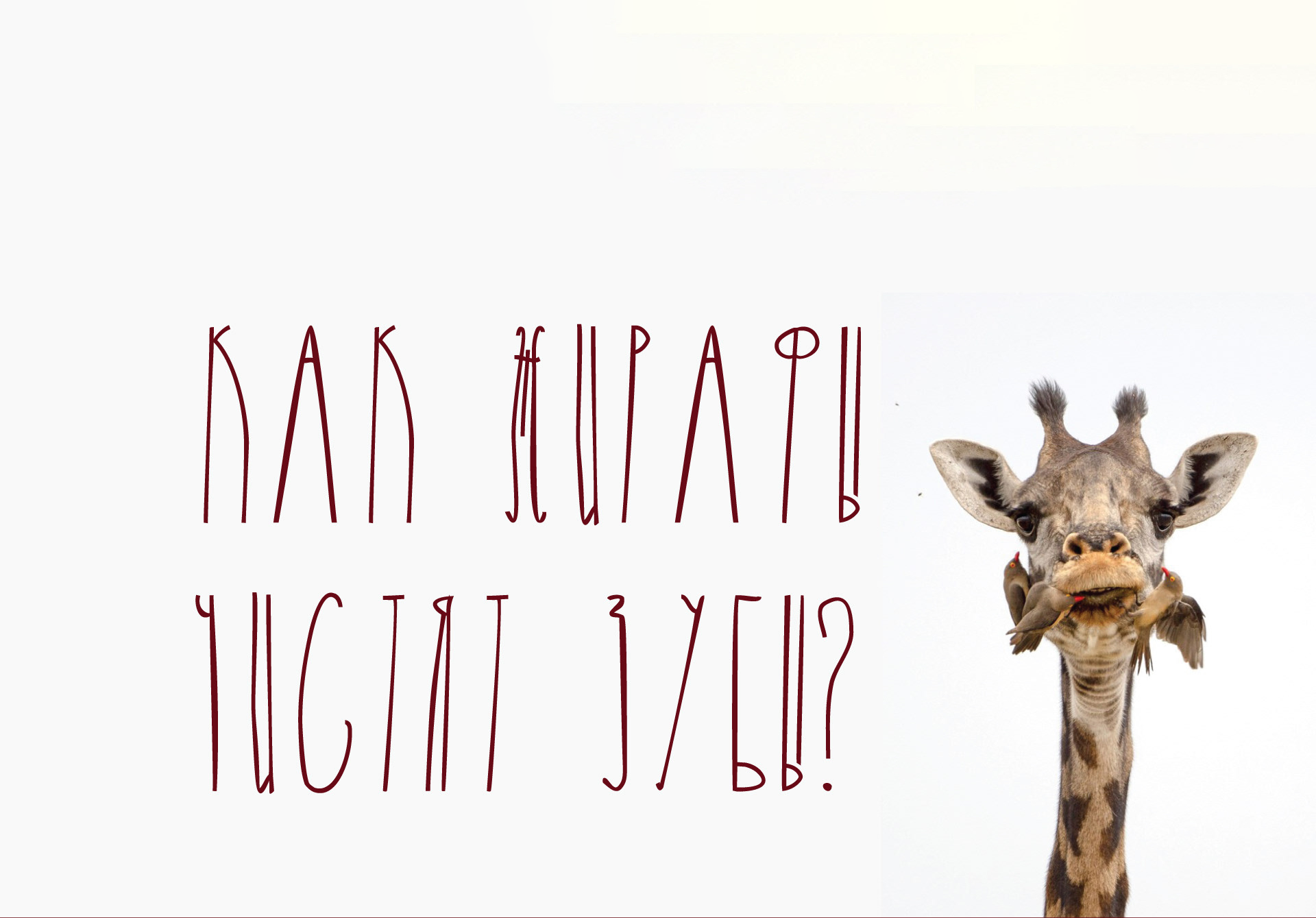 Пример шрифта Giraffe Regular