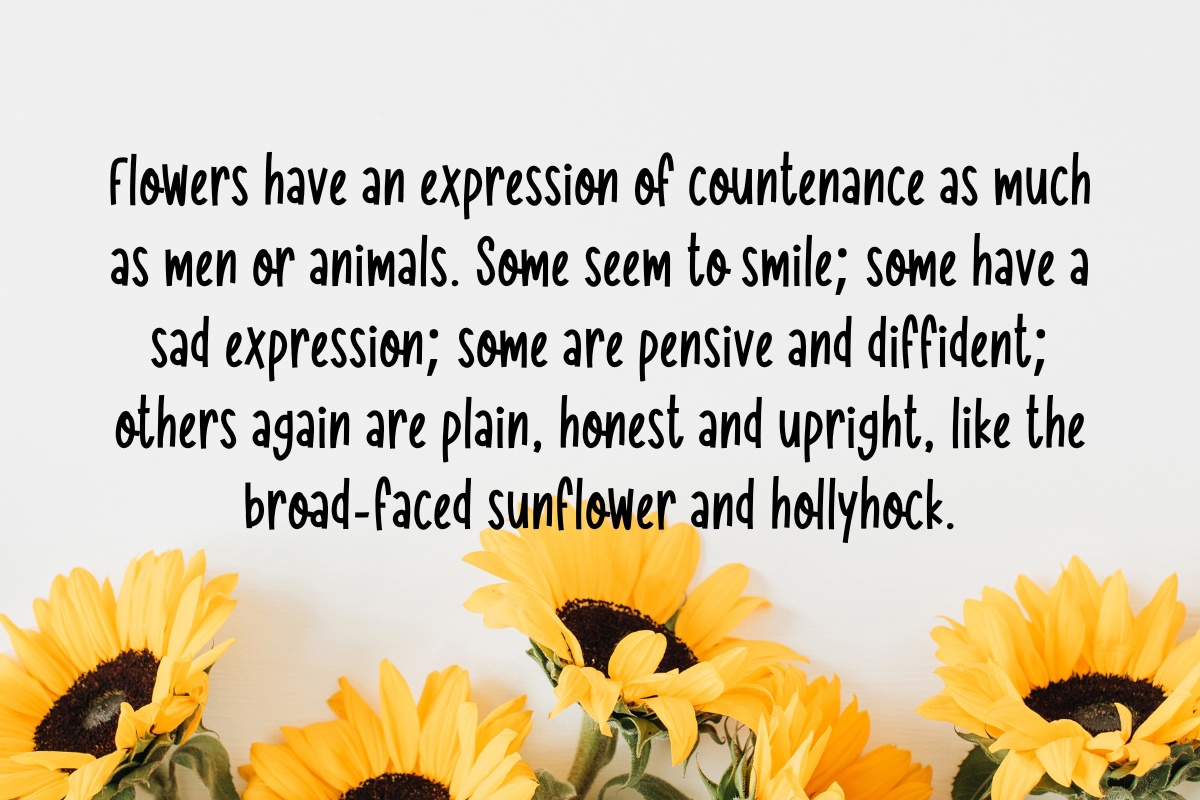 Пример шрифта Morning Sunflower Regular
