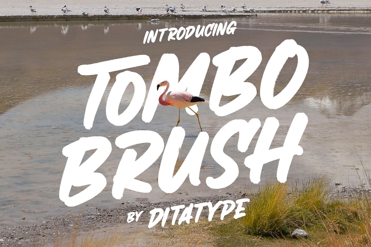 Пример шрифта Tombo Brush Regular